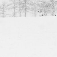 Traner i snø II, fotokunst veggbilde / plakat av Terje Kolaas