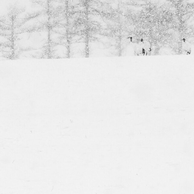 Traner i snø II, fotokunst veggbilde / plakat av Terje Kolaas