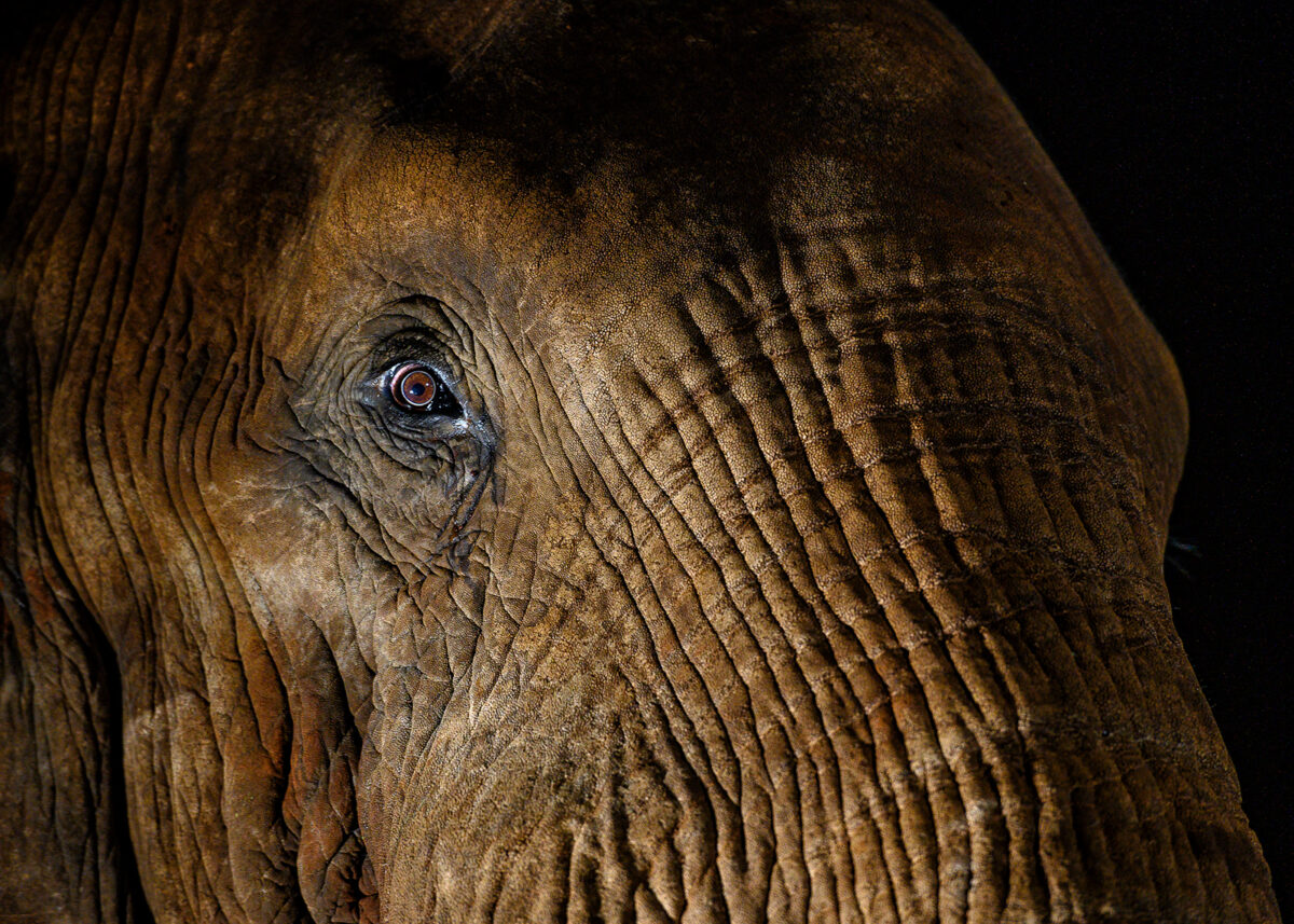 Elefantens øye, fotokunst veggbilde / plakat av Terje Kolaas