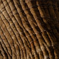 Elefantens øye, fotokunst veggbilde / plakat av Terje Kolaas