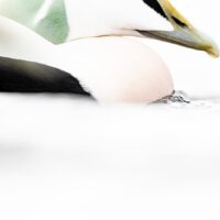 Ærfugl whiteout, fotokunst veggbilde / plakat av Terje Kolaas