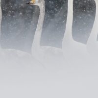 Svaner i snø II, fotokunst veggbilde / plakat av Terje Kolaas