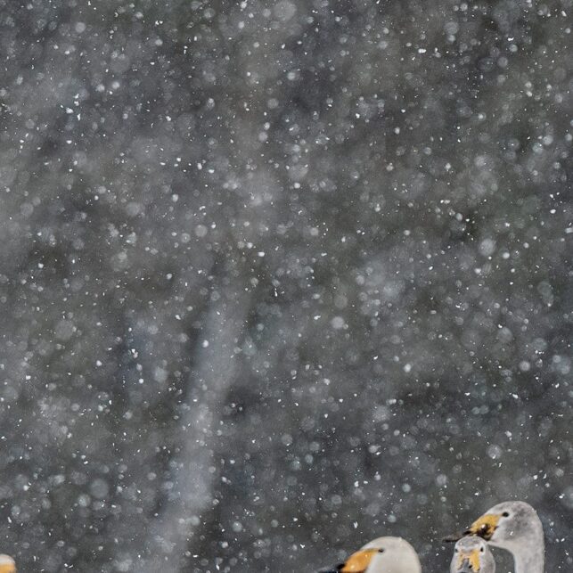 Svaner i snø II, fotokunst veggbilde / plakat av Terje Kolaas
