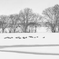 Fugler i vinterlandskap, fotokunst veggbilde / plakat av Terje Kolaas