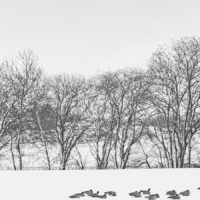 Fugler i vinterlandskap, fotokunst veggbilde / plakat av Terje Kolaas