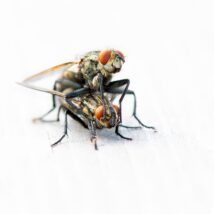 Rødøyd flue, fotokunst veggbilde / plakat av Terje Kolaas