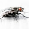 Rødøyd flue, fotokunst veggbilde / plakat av Terje Kolaas