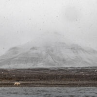 Vandrende isbjørn, fotokunst veggbilde / plakat av Terje Kolaas
