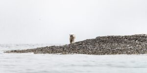 Grizzlybjørn leter muslinger, fotokunst veggbilde / plakat av Kjell Erik Moseid