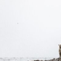 Isbjørn på matleit, fotokunst veggbilde / plakat av Terje Kolaas