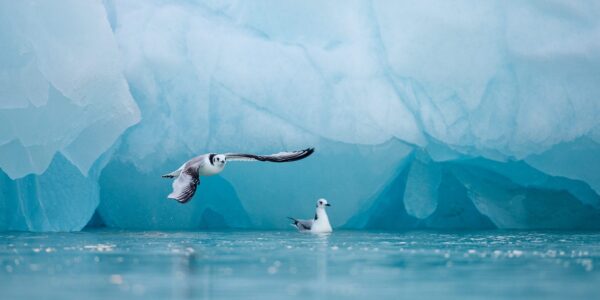Isfjell og krykkjer, fotokunst veggbilde / plakat av Terje Kolaas