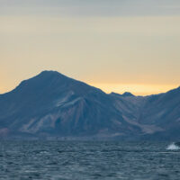 Blåhvaler på Svalbard, fotokunst veggbilde / plakat av Terje Kolaas