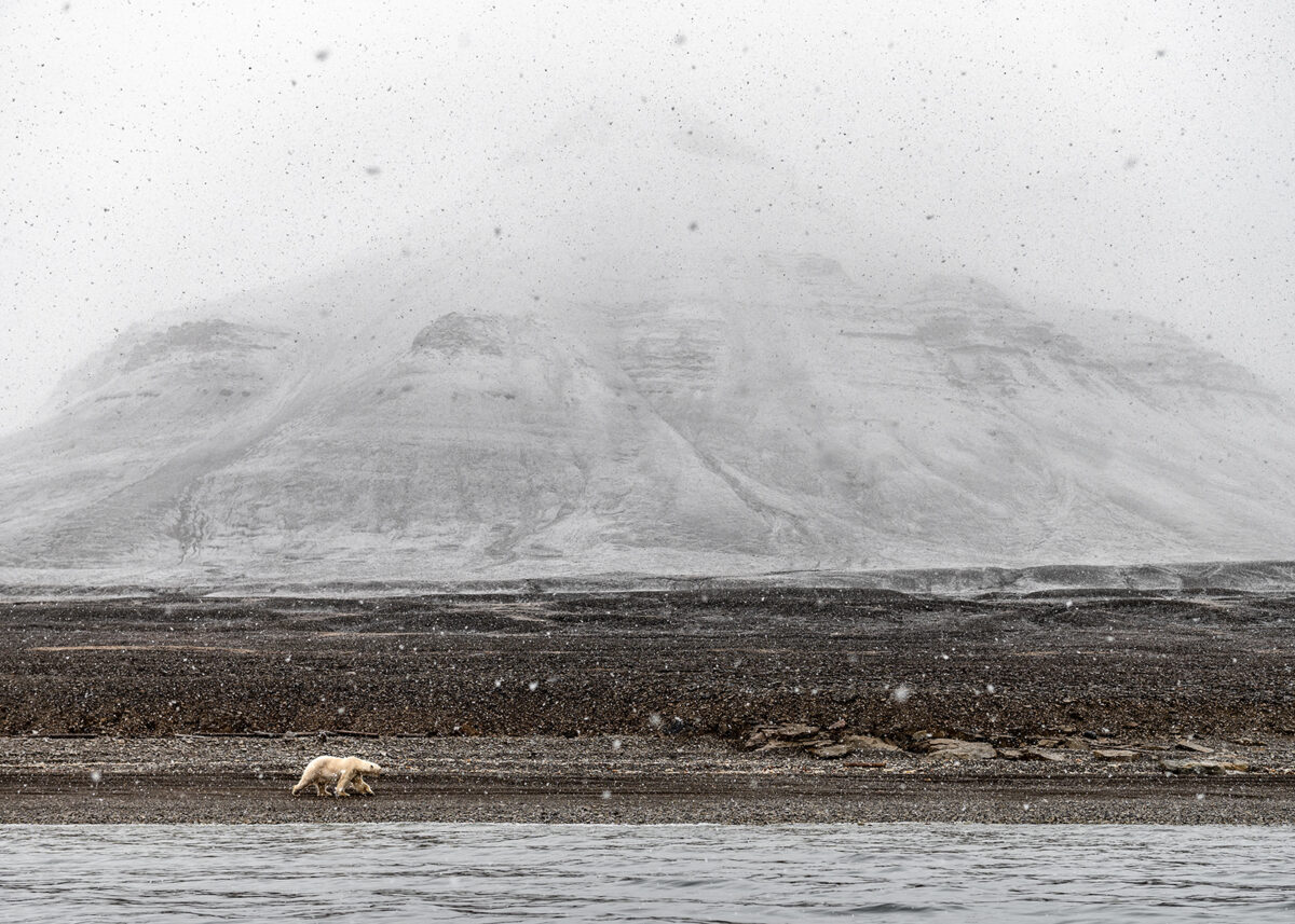 Isbjørn på vandring II, fotokunst veggbilde / plakat av Terje Kolaas