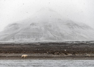En stor isbjørnhanne på vandring, fotokunst veggbilde / plakat av Kjell Erik Moseid