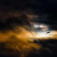 Nattfugl, fotokunst veggbilde / plakat av Terje Kolaas
