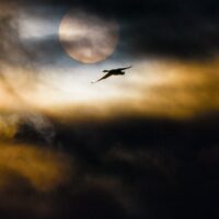 Nattfugl, fotokunst veggbilde / plakat av Terje Kolaas
