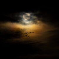 Nattfugler, fotokunst veggbilde / plakat av Terje Kolaas