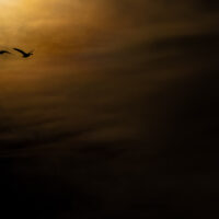 Nattfugler, fotokunst veggbilde / plakat av Terje Kolaas