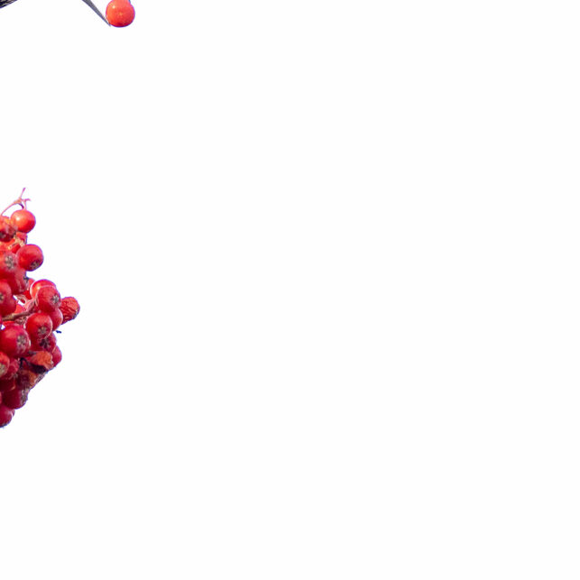 Stær med røde bær, fotokunst veggbilde / plakat av Terje Kolaas