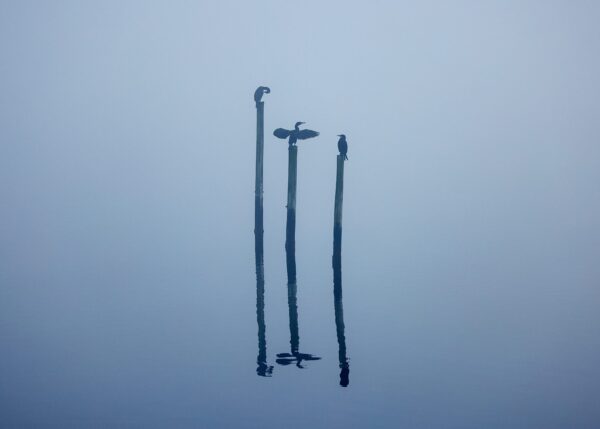 Stolper med skarver II, fotokunst veggbilde / plakat av Terje Kolaas