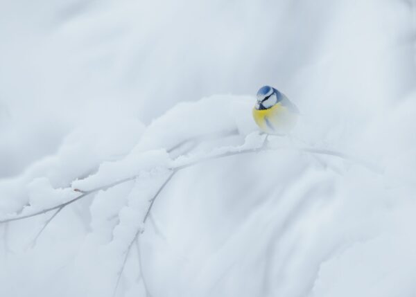 Blåmeis i snø, fotokunst veggbilde / plakat av Terje Kolaas