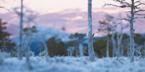 Vintersol gjennom trærne, fotokunst veggbilde / plakat av Tor Arne Hotvedt