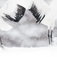 Tranedans i snø, fotokunst veggbilde / plakat av Terje Kolaas
