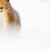 Nøtteliten i snø I, fotokunst veggbilde / plakat av Terje Kolaas