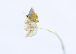 Blåvinger er blant våre aller vakreste sommerfugler. De er vanlig over det meste av landet og flyr gjerne fra tidlig sommer til godt ut på høsten. Her hviler den på røsslyng, norges nasjonalblomst., fotokunst veggbilde / plakat av Kjell Erik Moseid