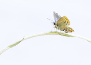 Blåvinger er blant våre aller vakreste sommerfugler. De er vanlig over det meste av landet og flyr gjerne fra tidlig sommer til godt ut på høsten. Her hviler den på røsslyng, norges nasjonalblomst., fotokunst veggbilde / plakat av Kjell Erik Moseid