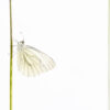 Rapssommerfugl på strå, fotokunst veggbilde / plakat av Terje Kolaas