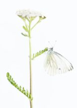 Myrullen blomstrer i Denali., fotokunst veggbilde / plakat av Kjell Erik Moseid
