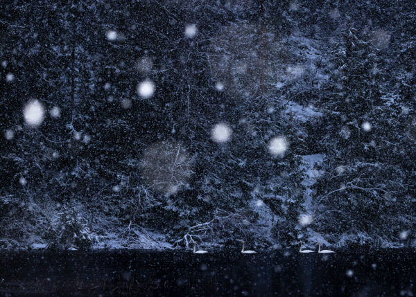 Snø over svaner, fotokunst veggbilde / plakat av Terje Kolaas
