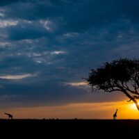 Solnedgang på savannen I, fotokunst veggbilde / plakat av Terje Kolaas