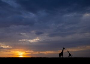 Soloppgang over savannen II, fotokunst veggbilde / plakat av Terje Kolaas