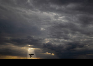 Giraff i solnedgang, fotokunst veggbilde / plakat av Terje Kolaas