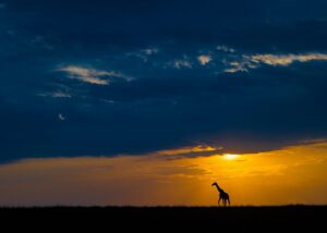 Solnedgang på savannen II, fotokunst veggbilde / plakat av Terje Kolaas