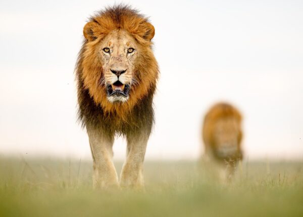 Brødrene løvehjerte, fotokunst veggbilde / plakat av Terje Kolaas