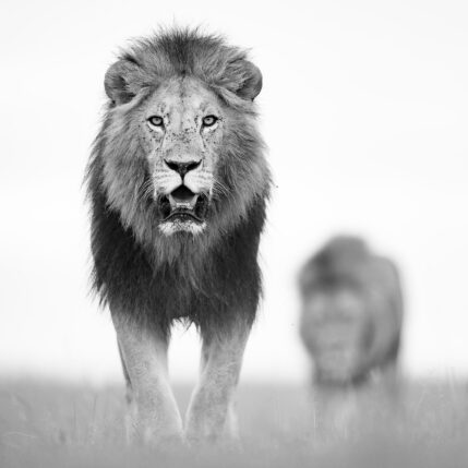Brødrene løvehjerte svarthvitt, fotokunst veggbilde / plakat av Terje Kolaas