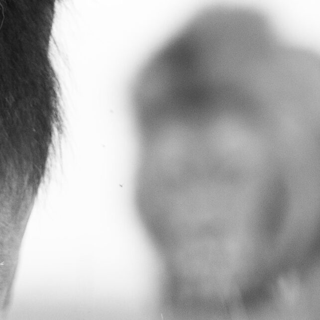Brødrene løvehjerte svarthvitt, fotokunst veggbilde / plakat av Terje Kolaas