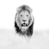 Løvehann i svarthvitt, fotokunst veggbilde / plakat av Terje Kolaas