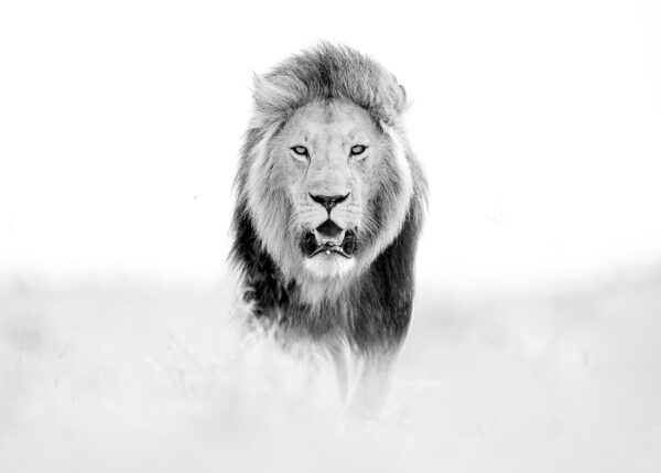Løvehann i svarthvitt, fotokunst veggbilde / plakat av Terje Kolaas