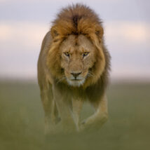 Løvehann, fotokunst veggbilde / plakat av Terje Kolaas