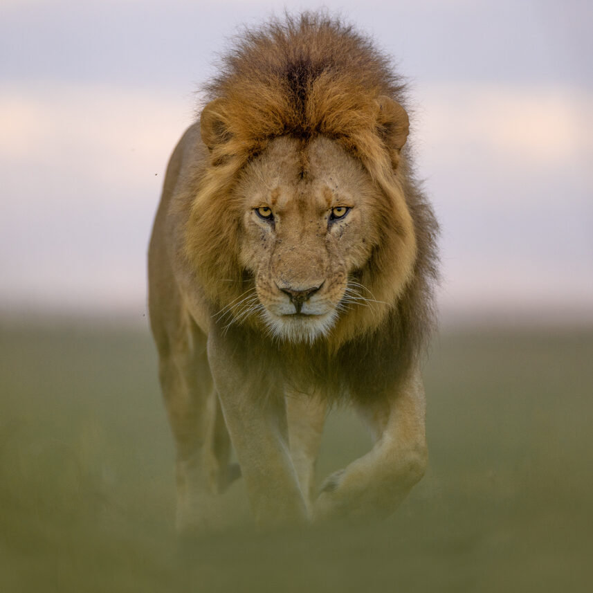 Løvenes konge, fotokunst veggbilde / plakat av Terje Kolaas