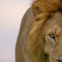 Løvenes konge, fotokunst veggbilde / plakat av Terje Kolaas