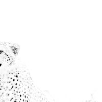 Gepardunger i svarthvitt, fotokunst veggbilde / plakat av Terje Kolaas