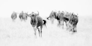 Gnu på savannen II, fotokunst veggbilde / plakat av Terje Kolaas