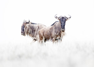 Liten oryx i stort landskap, fotokunst veggbilde / plakat av Terje Kolaas