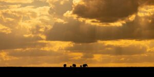 Solnedgang på savannen II, fotokunst veggbilde / plakat av Terje Kolaas