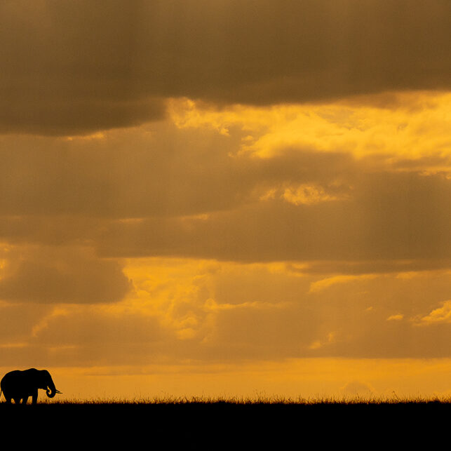 Elefanter på savannen, fotokunst veggbilde / plakat av Terje Kolaas